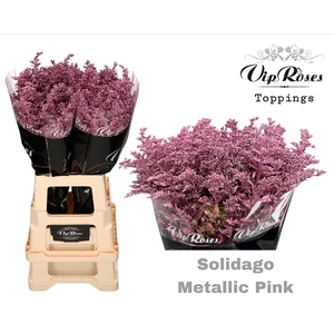 Solidago Metallic Rose