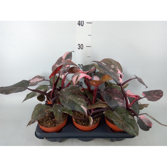 <h4>Philodendron ...</h4>