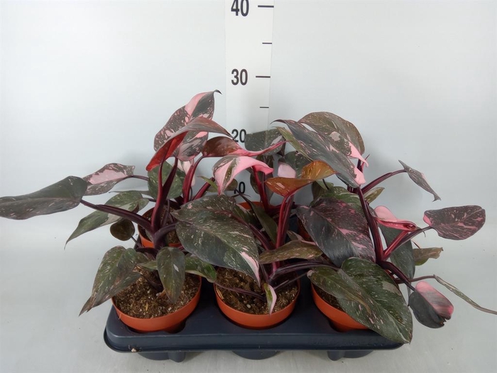 <h4>Philodendron   ...</h4>