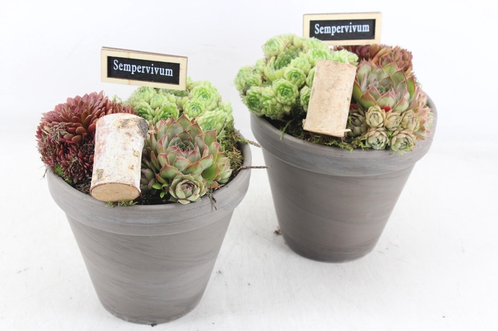 <h4>arr4 Semp JS - Choco. bloempot x3</h4>