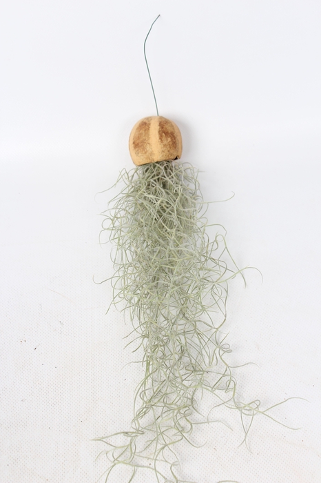 <h4>Tillandsia Usneoides Pumpkin Bellcup</h4>