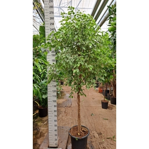 Ficus benja. 'Golden King'
