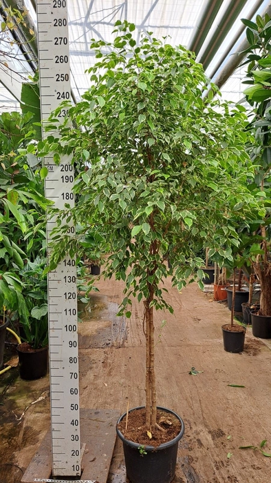 <h4>Ficus benja. 'Golden King'</h4>