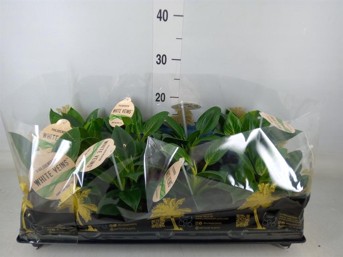 <h4>Philodendron   ...</h4>