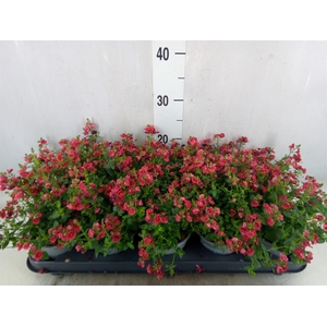 Diascia  'Piccadilly Red'