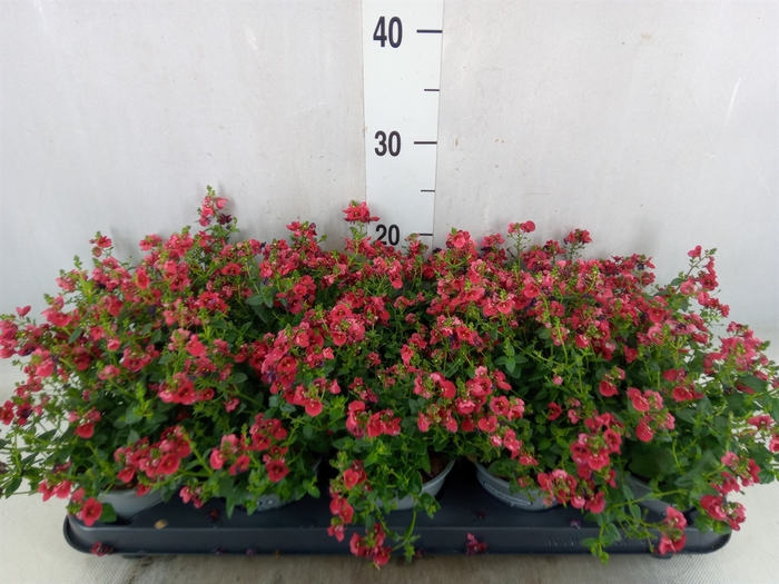 <h4>Diascia  'Piccadilly Red'</h4>