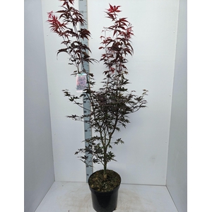 Acer palmatum Bloodgood