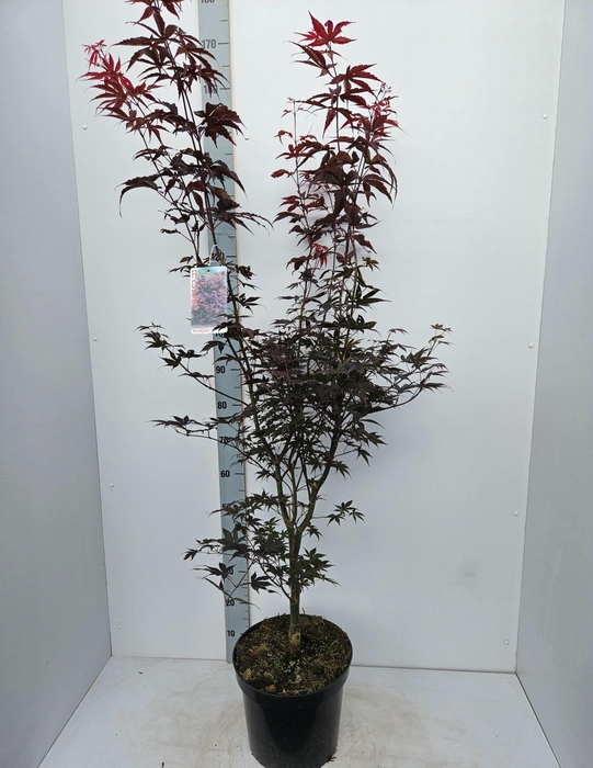<h4>Acer palmatum Bloodgood</h4>