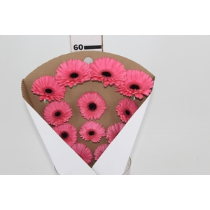 GERBERA DREAMLINE > 10 CM DIAM > 050 CM PINK