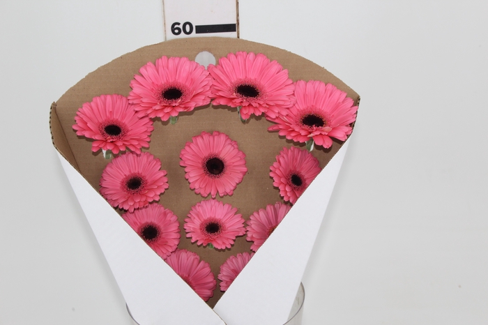 <h4>GERBERA DREAMLINE > 10 CM DIAM > 050 CM PINK</h4>