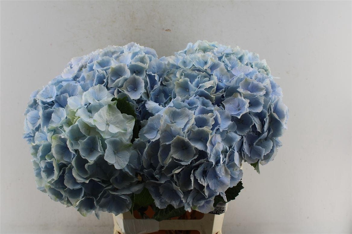 <h4>Hydr M Verena Pale Blue</h4>