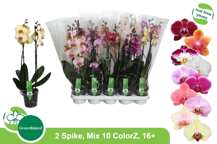 <h4>PHAL GEM 10 KL</h4>