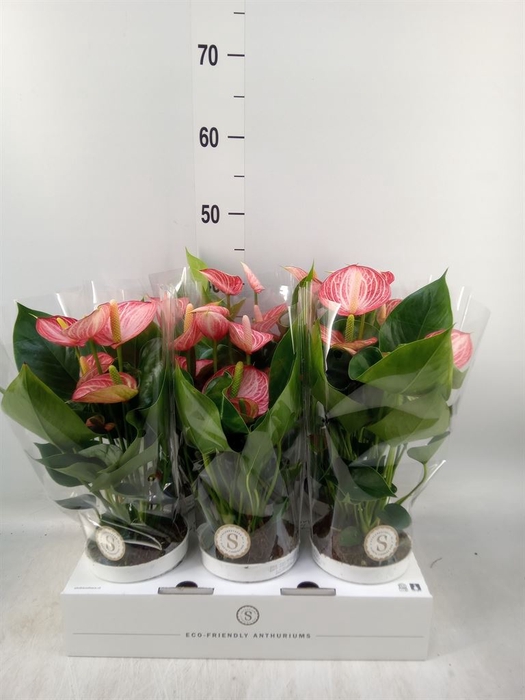 <h4>Anthurium andr. 'Livium Brillante'</h4>