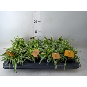 Chlorophytum com. 'Ocean'