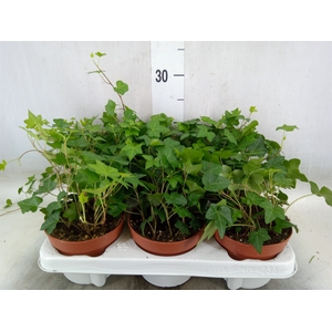 Hedera helix 'Pittsburgh'