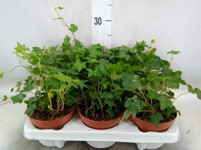 <h4>Hedera helix 'Pittsburgh'</h4>