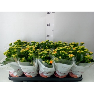 Kalanchoe blos. 'RosDon Pedro'