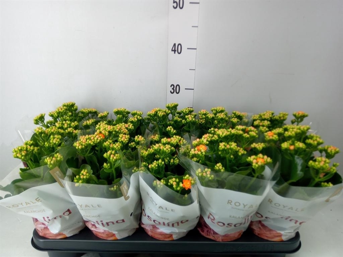 <h4>Kalanchoe blos. 'RosDon Pedro'</h4>