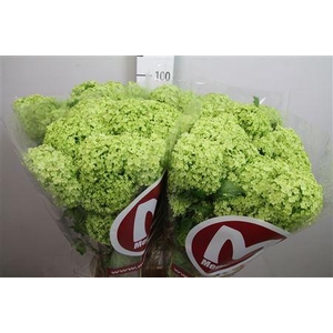 Viburnum Roseum St 2+