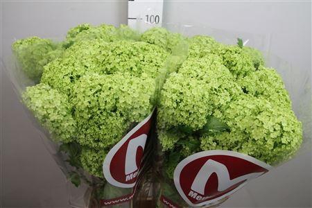 <h4>Viburnum Roseum St 2+</h4>