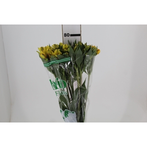 ALSTROEMERIA CARIBBEAN 080 CM