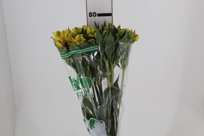 <h4>ALSTROEMERIA CARIBBEAN 080 CM</h4>