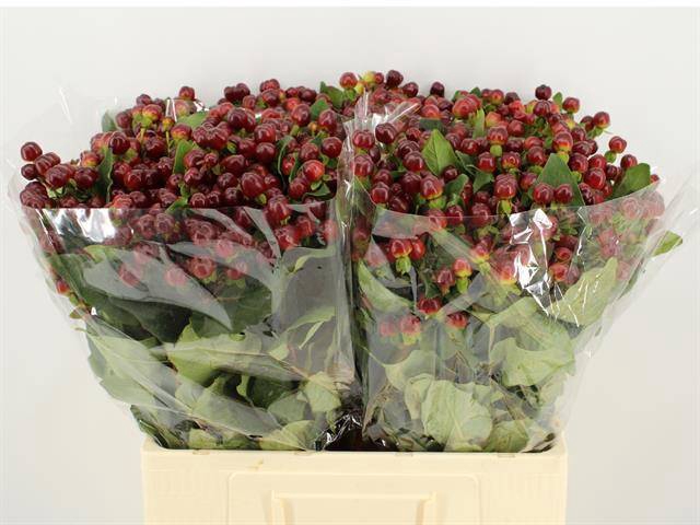 <h4>HYP MAG CHERRY</h4>
