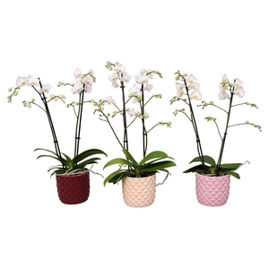 Phal. Multiflora 2-tak wit in keramiek BGC991