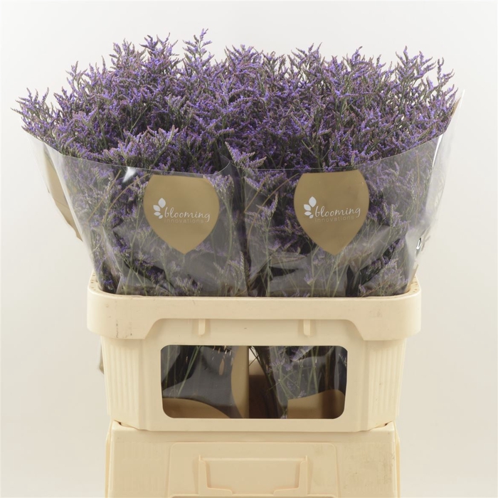 <h4>Limonium Safora Dark Blue</h4>