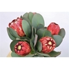 Protea Grandiceps