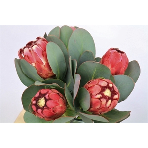 Protea Grandiceps