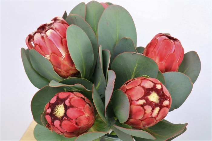 <h4>Protea Grandiceps</h4>
