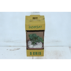 BONSAI JUNIOR VASO PLASTICO 1.1L