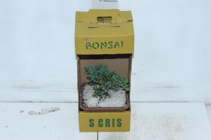 <h4>BONSAI JUNIOR VASO PLASTICO 1.1L</h4>