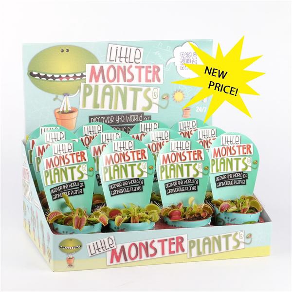 <h4>Little Monster Plants Dionaea in Displaydoos</h4>