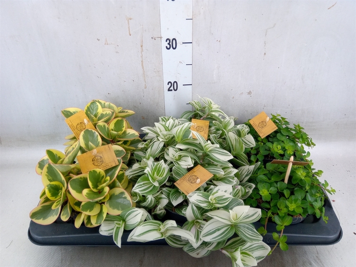 <h4>Planten  ..mix</h4>