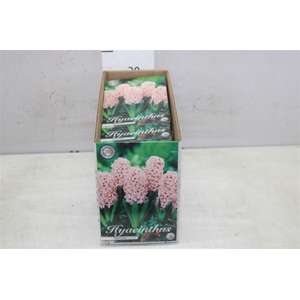 Bol Hyacinth Anna Marie 10 Zakjes X5