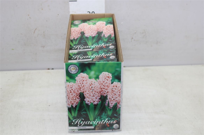 Bol Hyacinth Anna Marie 10 Zakjes X5