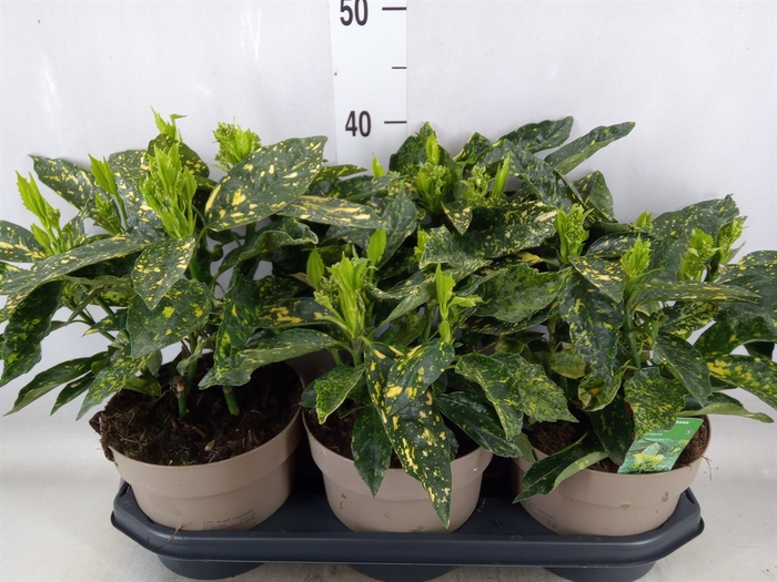 <h4>Aucuba japonica 'Variegata'</h4>