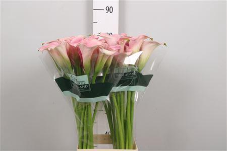 <h4>Zant Capt Rosette</h4>