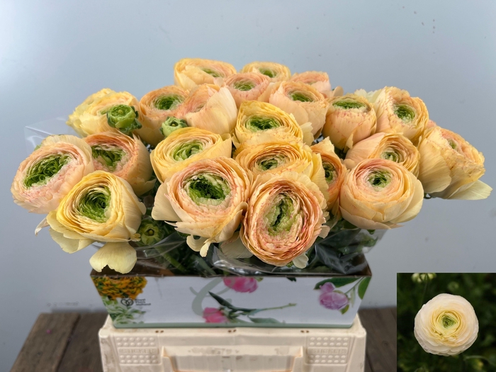 <h4>RAN SU GRAND PASTEL</h4>