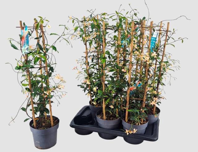<h4>TRAC JASMINOIDES</h4>