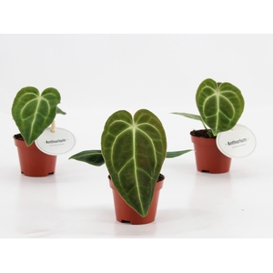 Anthurium blad