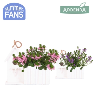 Scaevola mix in Birdhouse white