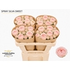 Rosa Spray Garden Silva Sweet