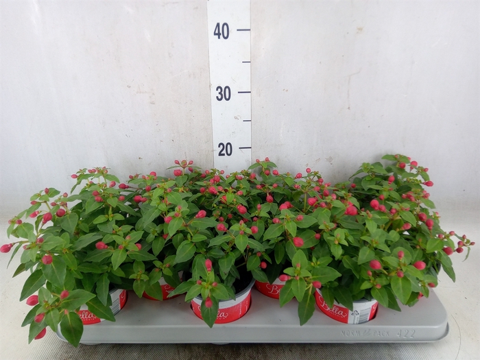 <h4>Fuchsia  'Bella Fuchsia Lydia'</h4>