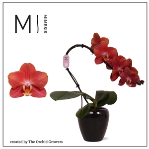 Mimesis Phal. Swan Orange - 1 spike 7cm in Martine Black Ceramic