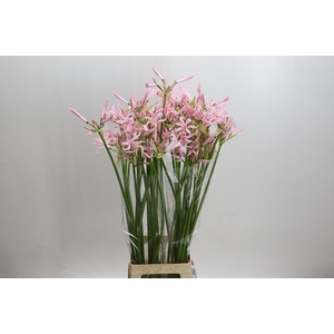 Nerine Sofie Artistiek