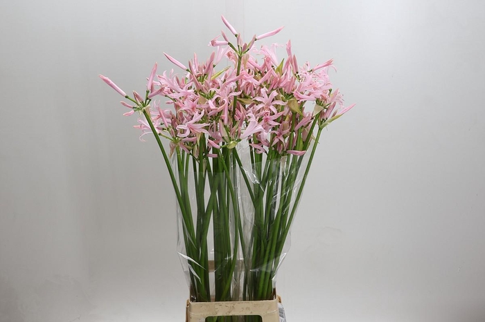 Nerine Sofie Artistiek