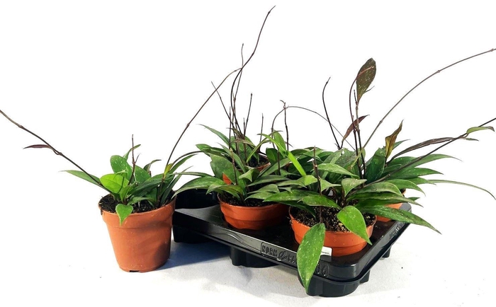 <h4>HOYA CARNOSA</h4>